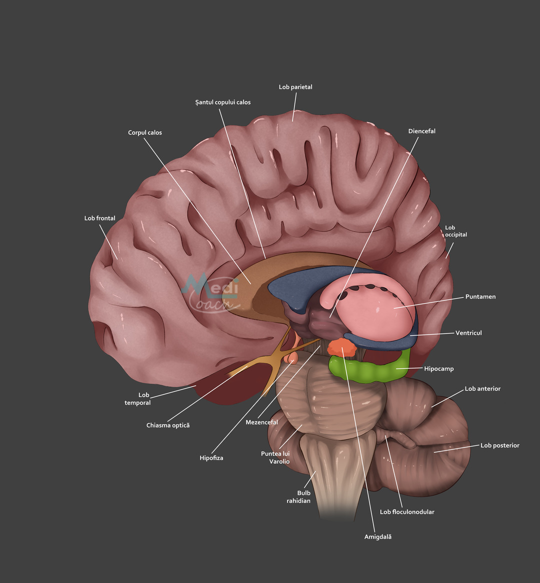 Cursuri 3D
